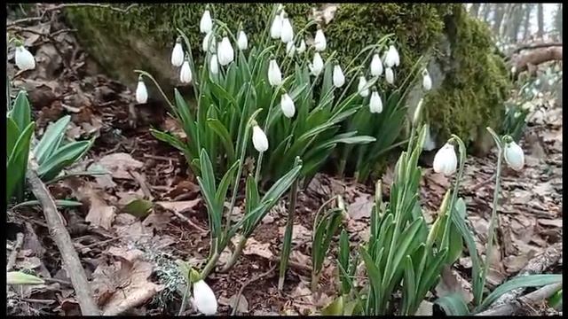 Подснежники Аю-Дага. 03.03.24. смотреть онлайн