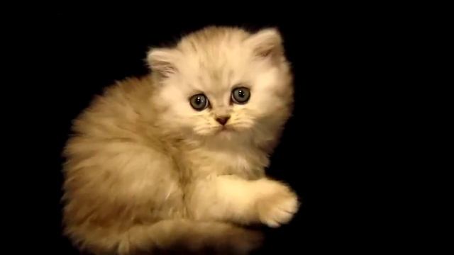 мальчик хайленд страйт 2 смотреть онлайн