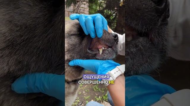 Что делать, если ваша собака родила? смотреть онлайн