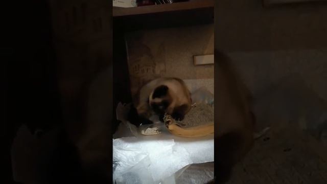 Мотя читает сканворд