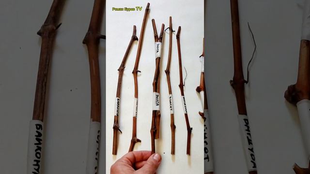 Собираю посылку с черенками 🌱 винограда 🍇 смотреть онлайн