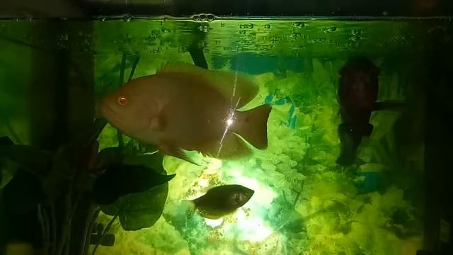 Astronotus ocellatus (Oscar Fish) смотреть онлайн