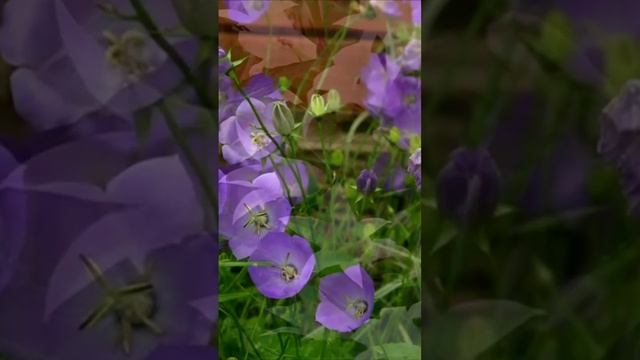 Колокольчик. Дмитрий Шлапак смотреть онлайн