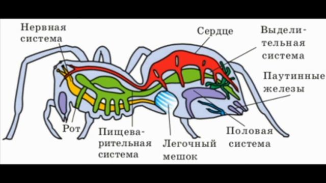 Биология с нуля. Общая характеристика Членистоногих. смотреть онлайн