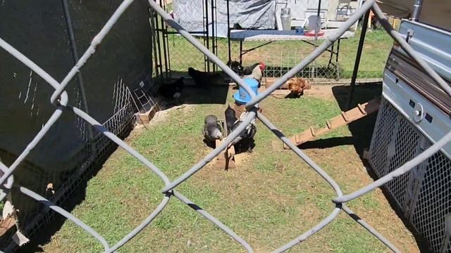 КРАСИВО ЖИТЬ НЕ ЗАПРЕТИШЬ // КУРОЧКИ НА КУРОРТЕ // ОТДЫХ // АМЕРИКА смотреть онлайн