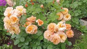 Розочка АРАБИЯ