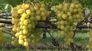 Виноград Цитрин Супер экстра