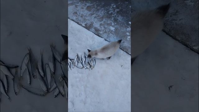 вот для кого моя рыба