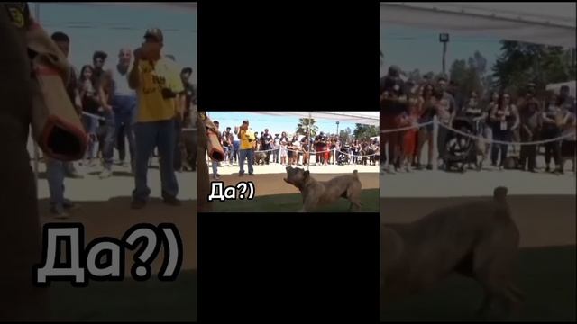 Собаки небесполезны,они защищяют,пасти,стрыбать через бареры,ловить фризби,выполнять команды и т.д смотреть онлайн