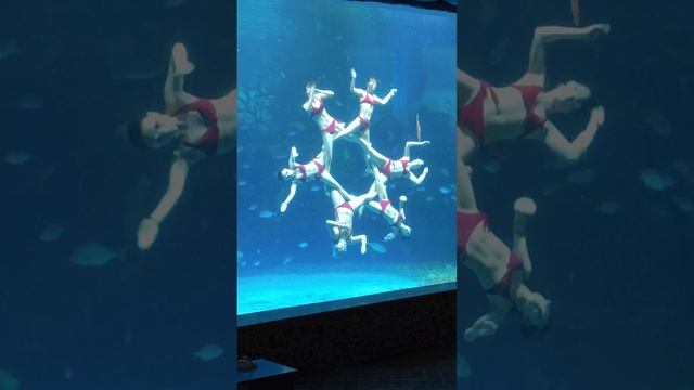 Сучжоу океанариум шортс