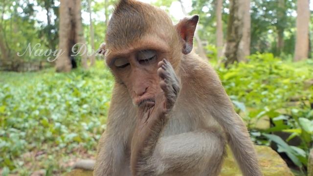 Two Brother Peter &Jeffry Are Taking Care Each Other, Jeffry Often Sitting Up With Toes In His Mout