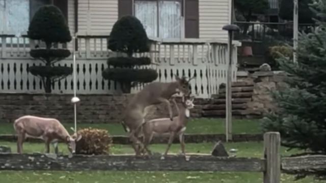 Boston Dynamics' SpotMini robot dog looked right at us, and it was downright creepy смотреть онлайн