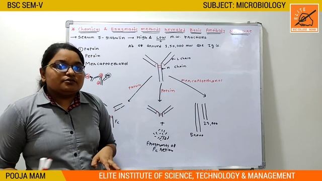 BSC SEM-V ll MICROBIOLOGY ll UNIT-3 ll ANTIGEN AND ANTIBODY ll LECTURE 08 смотреть онлайн