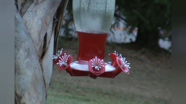 УДАЛОСЬ ЗАСНЯТЬ ПТИЧЕК КОЛИБРИ // ПРОСТО ПРЕЛЕСТЬ // ПРИЯТНОГО ПРОСМОТРА // АМЕРИКА смотреть онлайн