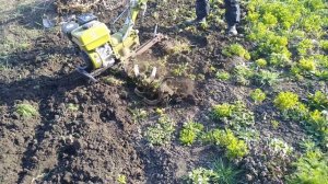 Культивация мотоблоком агромаш на первой и второй скорости.  Оцениваем передаточные на новой кпп