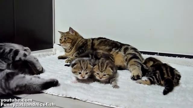 Дружная кошачья семья смотреть онлайн