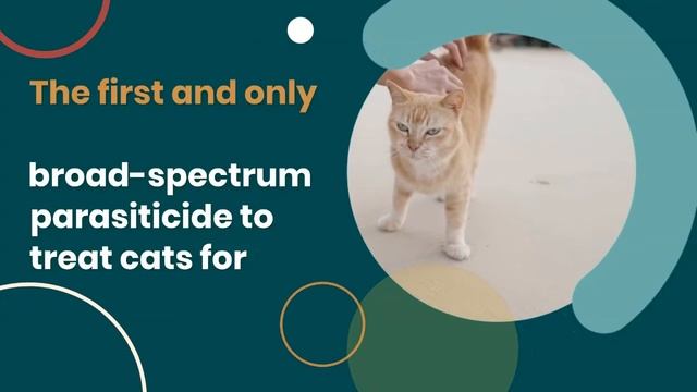 Boehringer Ingelheim Introduces NexGard COMBO Spot-On for Cats смотреть онлайн