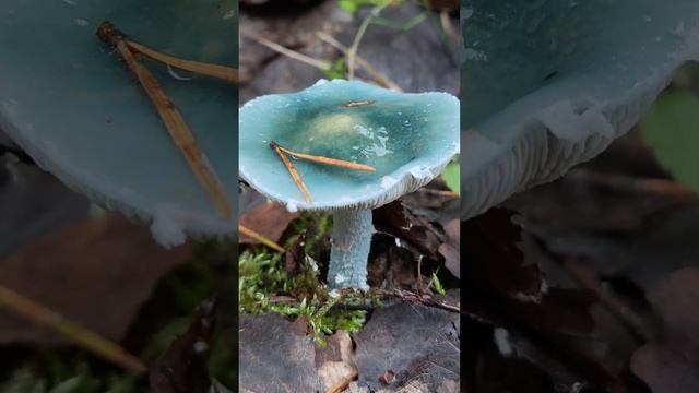 Строфария сине-зелёная .Stropharia aeruginosa . смотреть онлайн