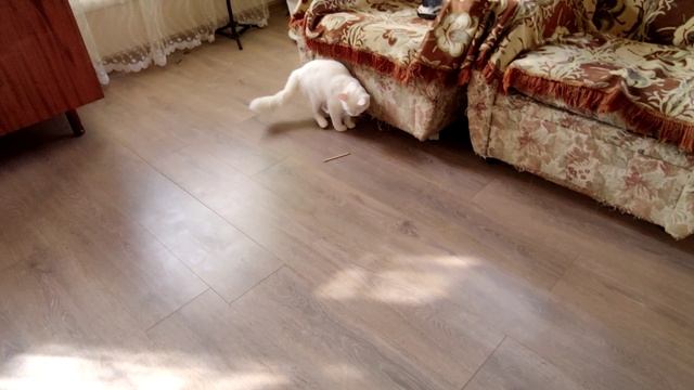 Смешные котята 4. Смешные моменты. Коллекция. #БЕЛКА Часть 4. 2024 4k. смотреть онлайн