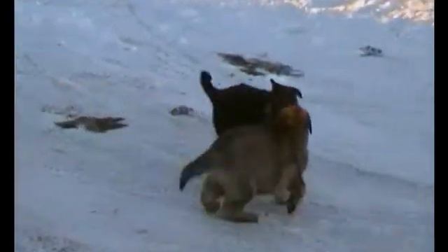 щенки от Осси и Баски , возраст 6 недель смотреть онлайн