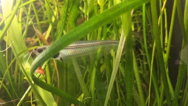 Kryptopterus vitreolus rainbow reflections смотреть онлайн