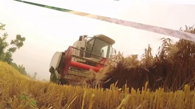 Mietitura Orzo 2016 con claas lexion e new holland cx8040 смотреть онлайн