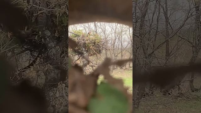 kurak avı,keklik sesi )звук куропатки zvuk kuropatki )صوت الحجل )садои кака sadoi kaka смотреть онлайн