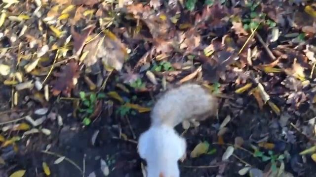 Милая белка:) смотреть онлайн