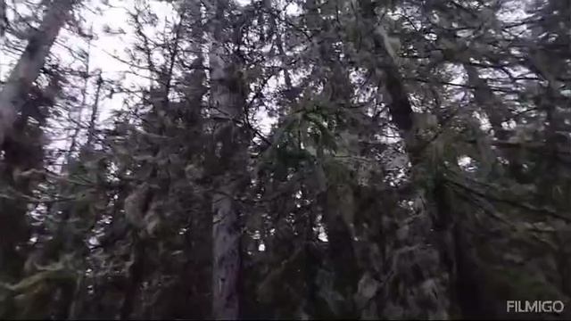 тайга смотреть онлайн