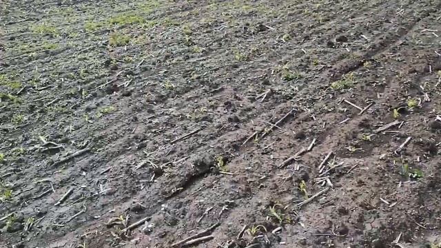 Всходы кукурузы лимагрейн"адэвей" смотреть онлайн