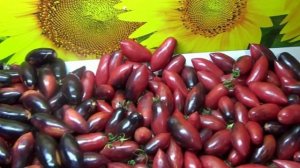 Томат Сливка Гурман анто - удача этого года.