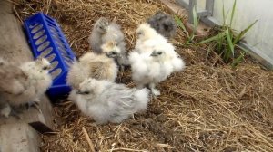 Китайские шелковые куры  Сено