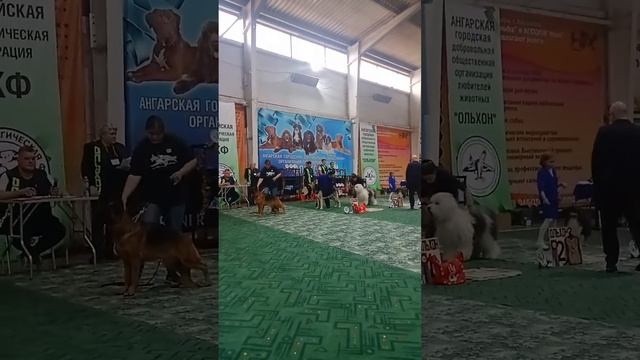 23.10.2022 Национальная выставка собак всех пород ранга САС ЧФ. 1 группа 2место смотреть онлайн