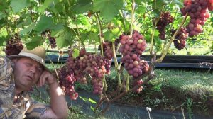 Виноград Дарвика