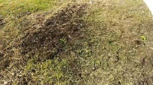 Подготовка целины к посеву газона. Как удалить сорные растения быстро.