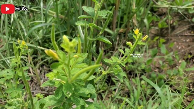 Manfaat mamang utan untuk kesehatan ‼️ Cleome viscosa #mamang #mamangutan asian spiderflower смотреть онлайн