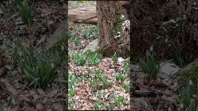 Подснежники Аю-Дага. 2022. смотреть онлайн