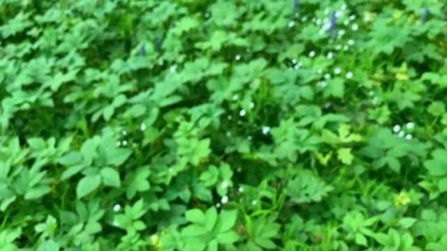 АСМР ПРОГУЛКА В ЛЕСУ С ТОБОЙ /ЗАКРОЙ ГЛАЗКИ И РАССЛАБЛЯЙСЯ /ASMR RUSSIAN NATURE