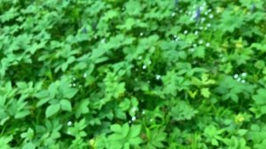 АСМР ПРОГУЛКА В ЛЕСУ С ТОБОЙ /ЗАКРОЙ ГЛАЗКИ И РАССЛАБЛЯЙСЯ /ASMR RUSSIAN NATURE