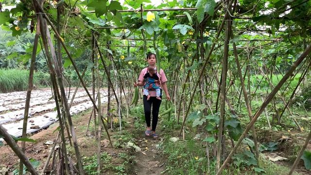 Single Mom 18 Year Old - Harvest Luffa Goes To The Market  To Sell