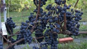 Виноград Каберне Кортис