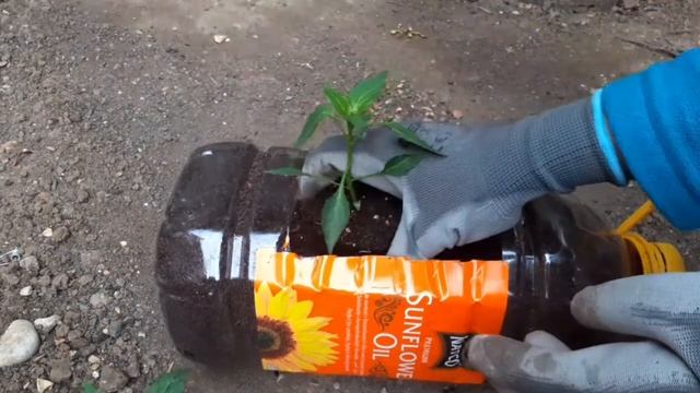 Grow In The Garden Shoker Bagan Reusable Plastic Bottles Idea 29/6/2020 Uk Islington Ep. 40