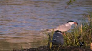 Речная крачка (Common tern)