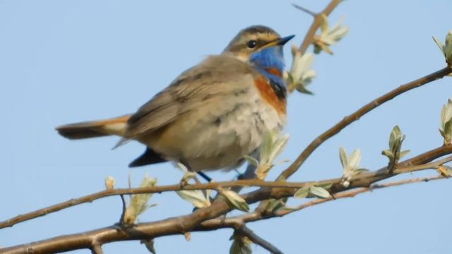 варакушка Luscinia svecica смотреть онлайн