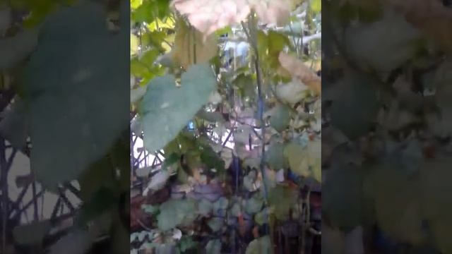 Сын полка )) смотреть онлайн