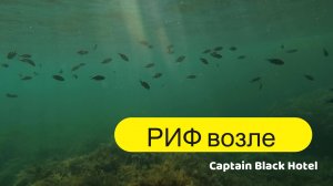 Риф Абхазия Лдзаа рыбзавод Пицунда