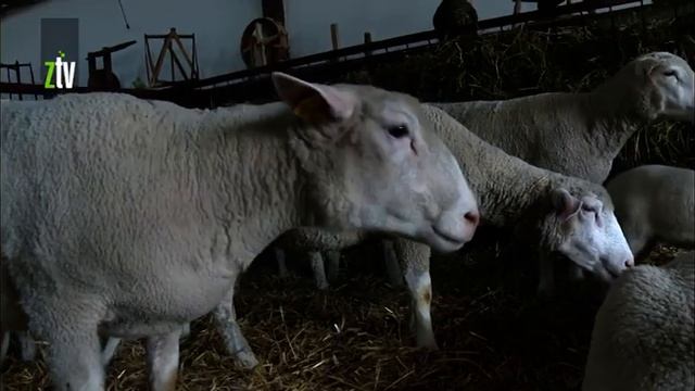 Poljoprivrednici iz Dubočana i Male Jasikove u organizaciji Delta Agrara obišli poljoprivredni saja смотреть онлайн