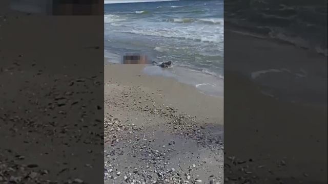 Кинбурнская коса. Попытка высадки дрг ВСУ. смотреть онлайн