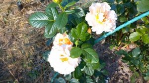 Роза Jean de Luxembourg (Fabien Ducher Франция, 2010)