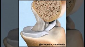 Как происходит разрыв передней крестообразной связки у собаки